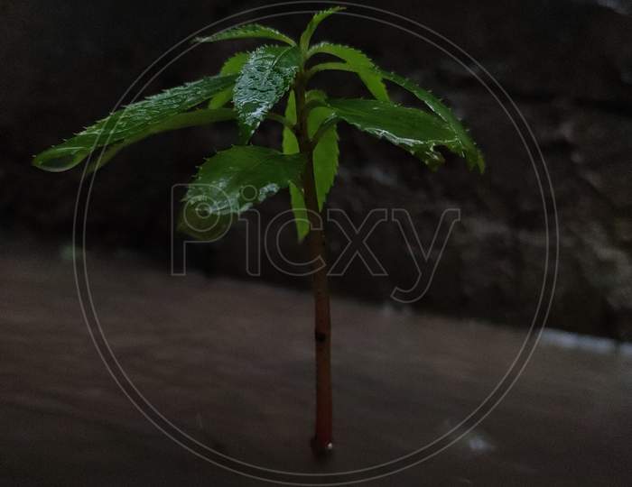 Plant with rain