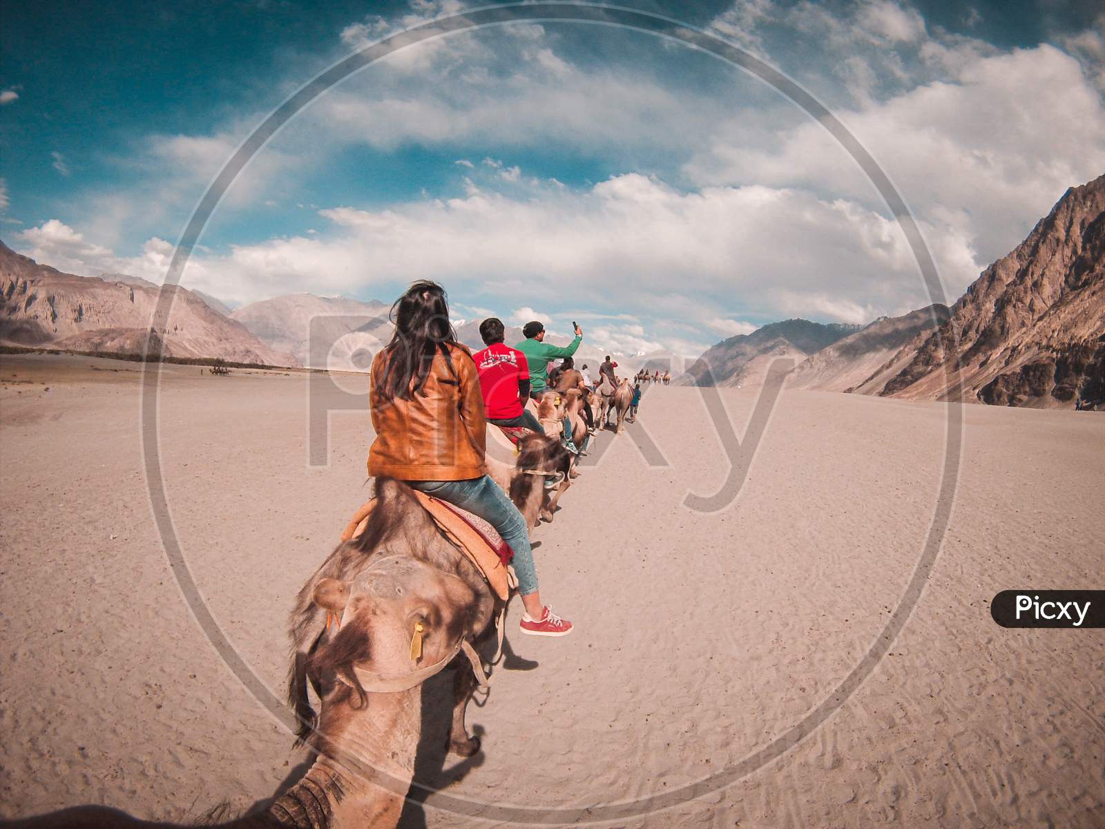 Camel safari in Ladakh