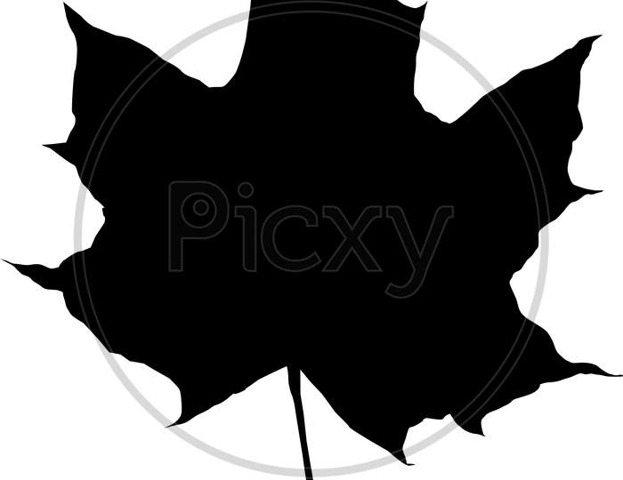 Silhouette Of A Maple Leaf