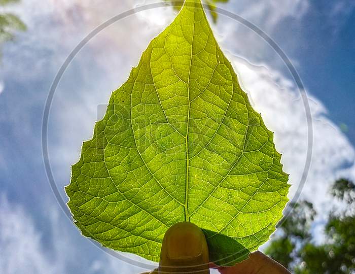 A macro shot of leaf