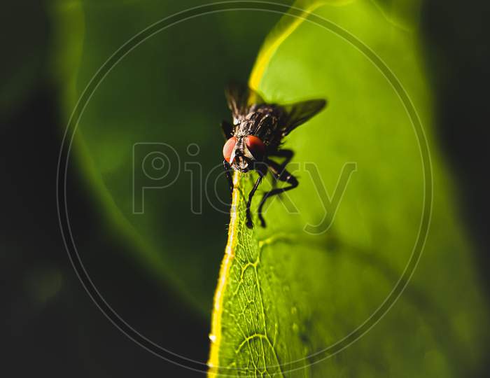 Macro shot of a fly on leaf