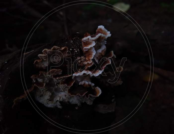 mushroom in the deadwood
