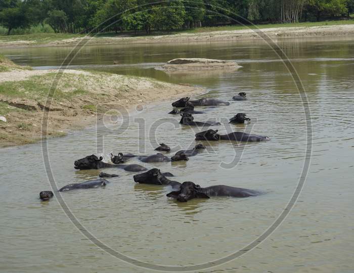 natural photo with buffalo in the river