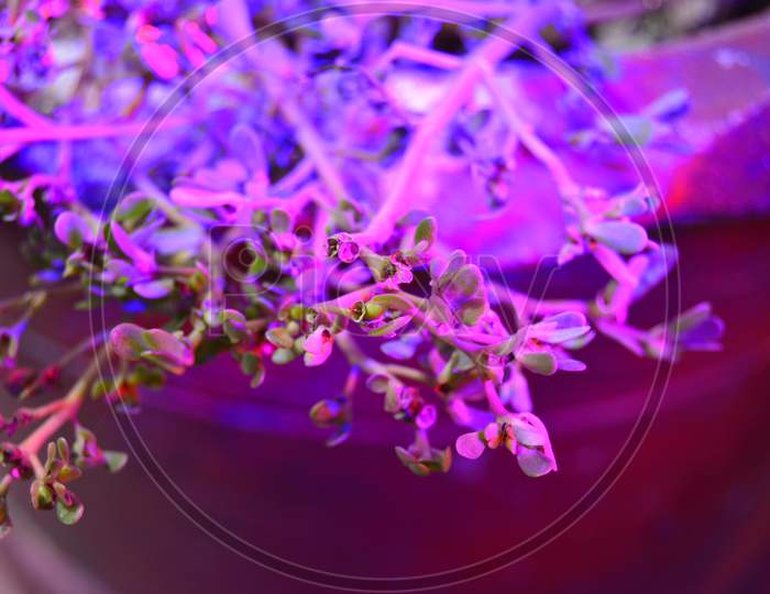 Cultivation of fresh basil and pepper with red and blue leds. The basil is grown without daylight, the leds provide light that plants need to grow..