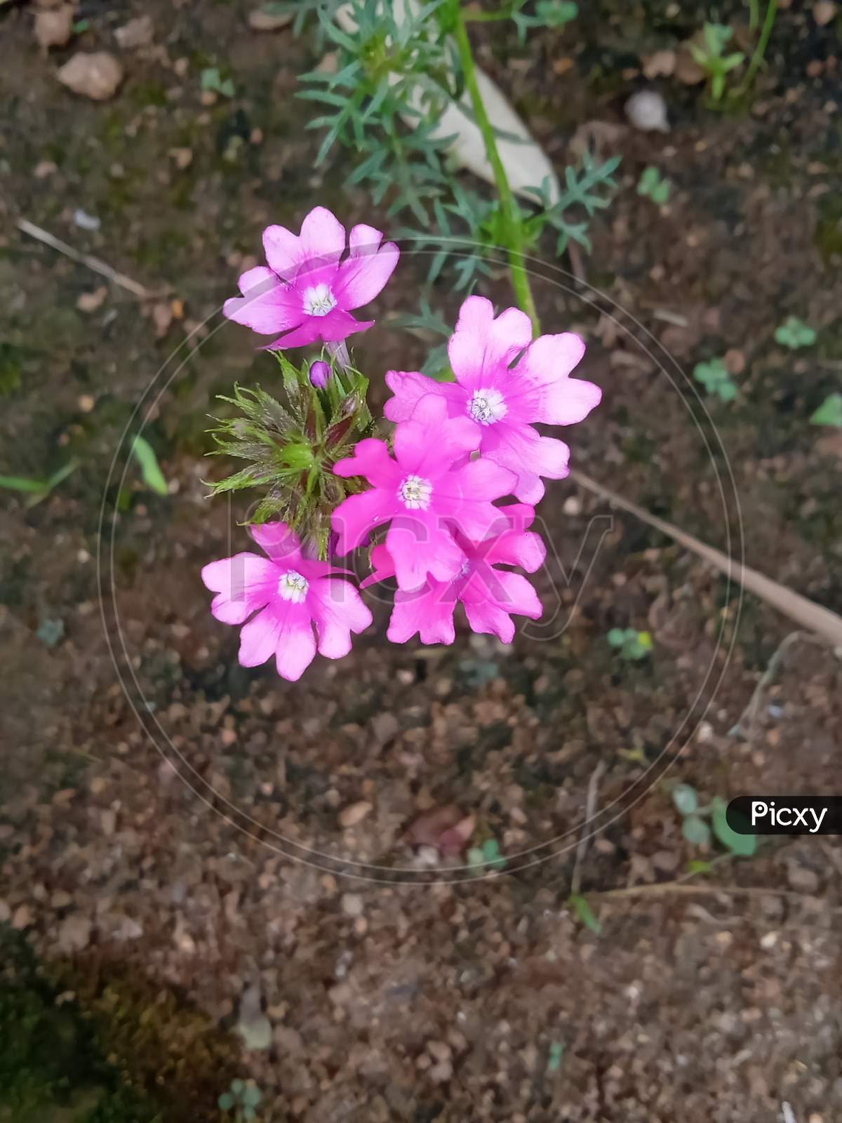 pink color flower