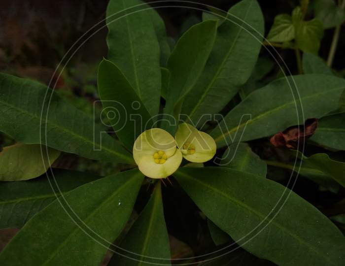 Euphorbia milii (the crown of thorns) plant flower