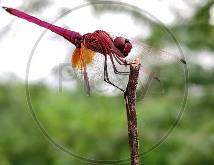 Dragonfly Macro photography