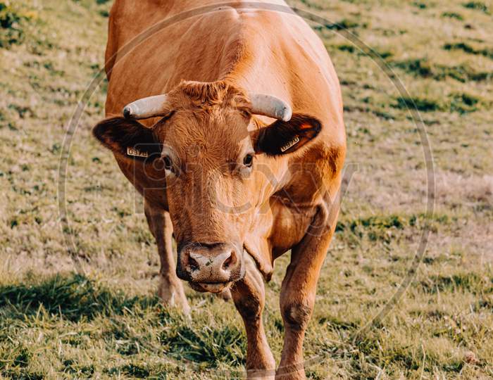 Giant Brown Cow Walking Towards The Camera On A Sunny Day In The Farm