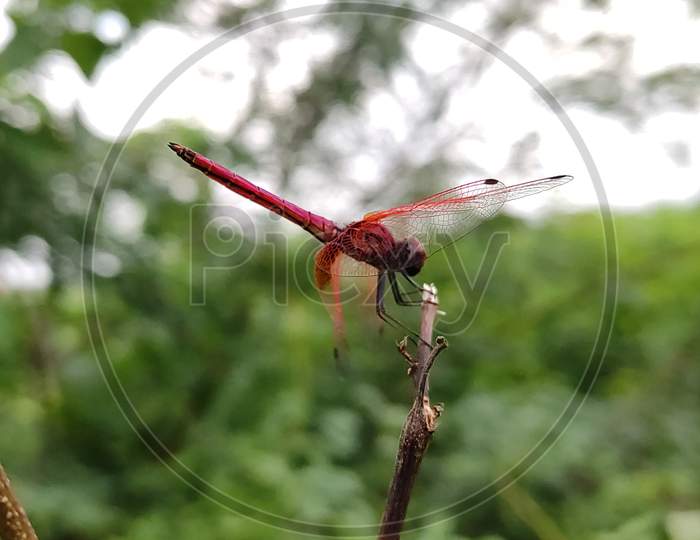 Dragonfly with bokeh