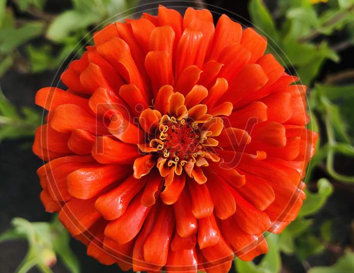 A picture of beautiful zenia flower