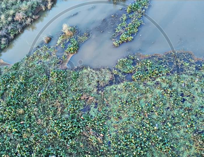Mosses in lake water.