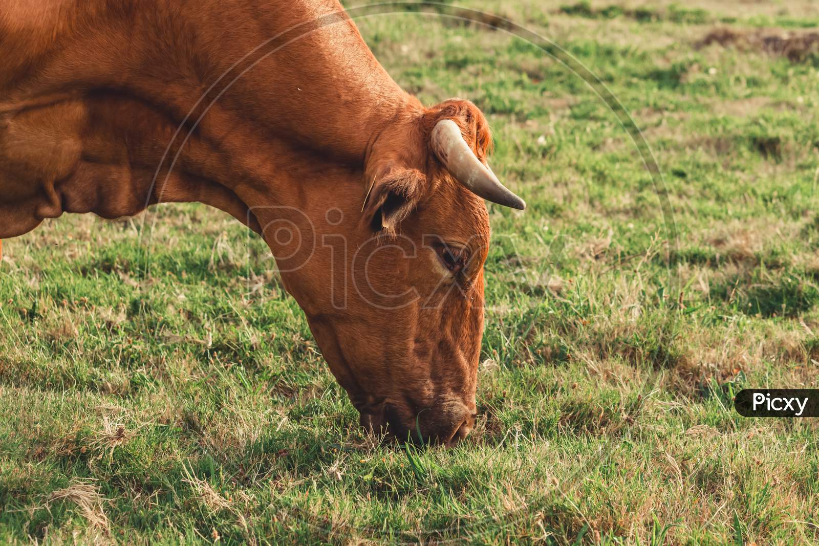 Close Up Of A Brown Cow Eating Green Grass In The Farm With Big Horns