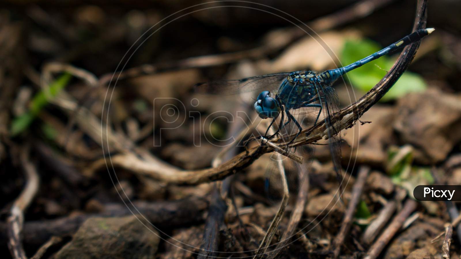 blue dragonfly on ground