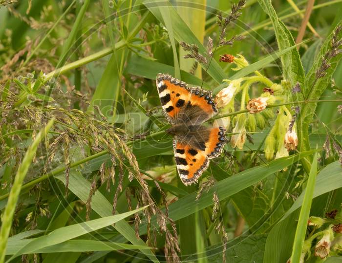 Small Tortoiseshell orange Butterfly, Aglais Urticae, on long grass