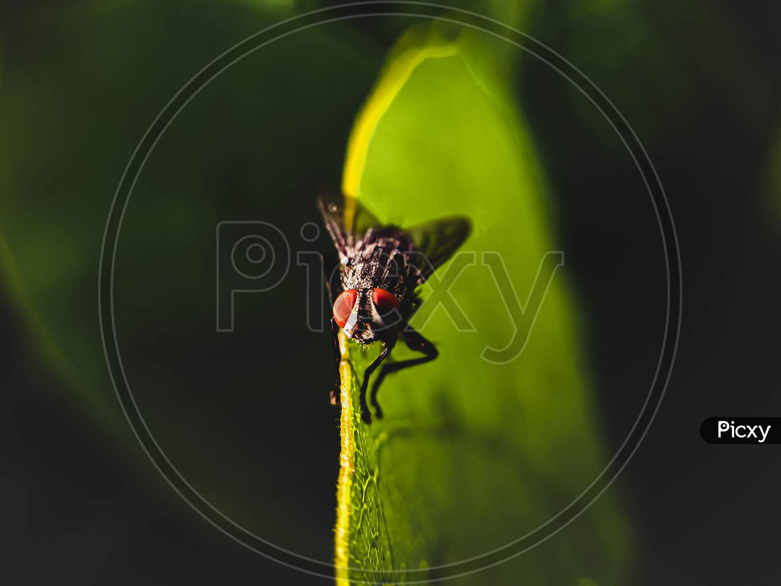 Macro shot of a little fly