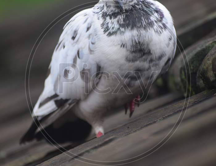 A Pigeons