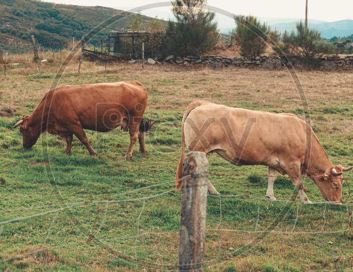 Pair Of Brown Cows Eating Grass In A Farm