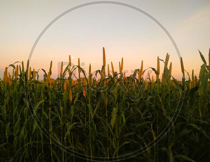 Sunrise Over The Millet Plants Field