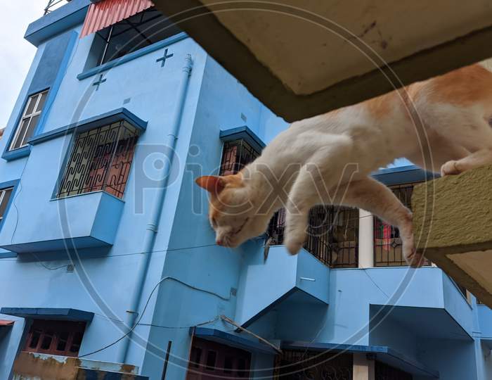 Cats tried to jump