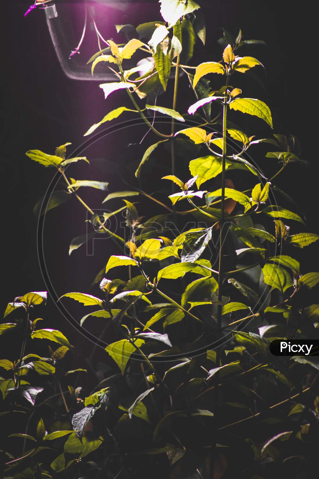 Plant under a Street Light - Night Photography