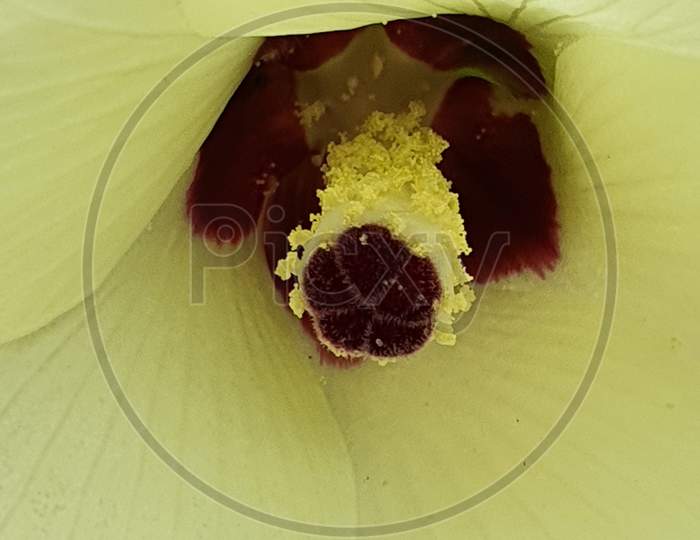 Stigma of a Ocra flower