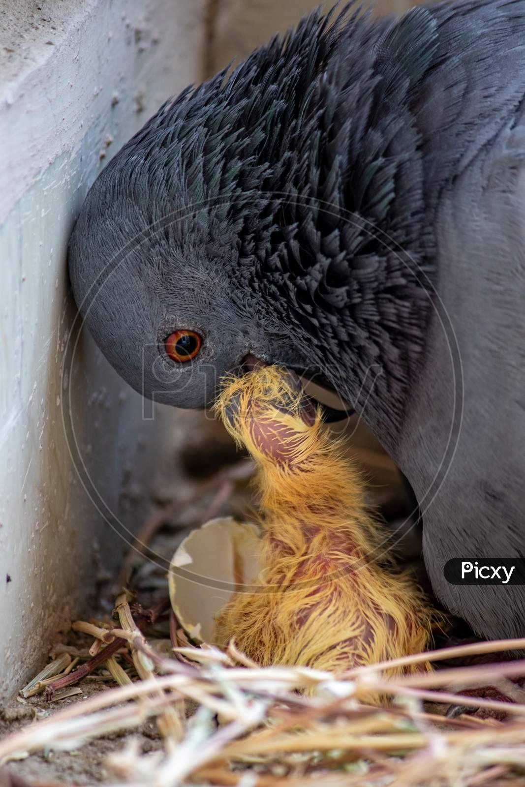 May 17, 2019, Etawah, Pigeon Mother Feeding Her Newly Born Squabs With Her Mouth.