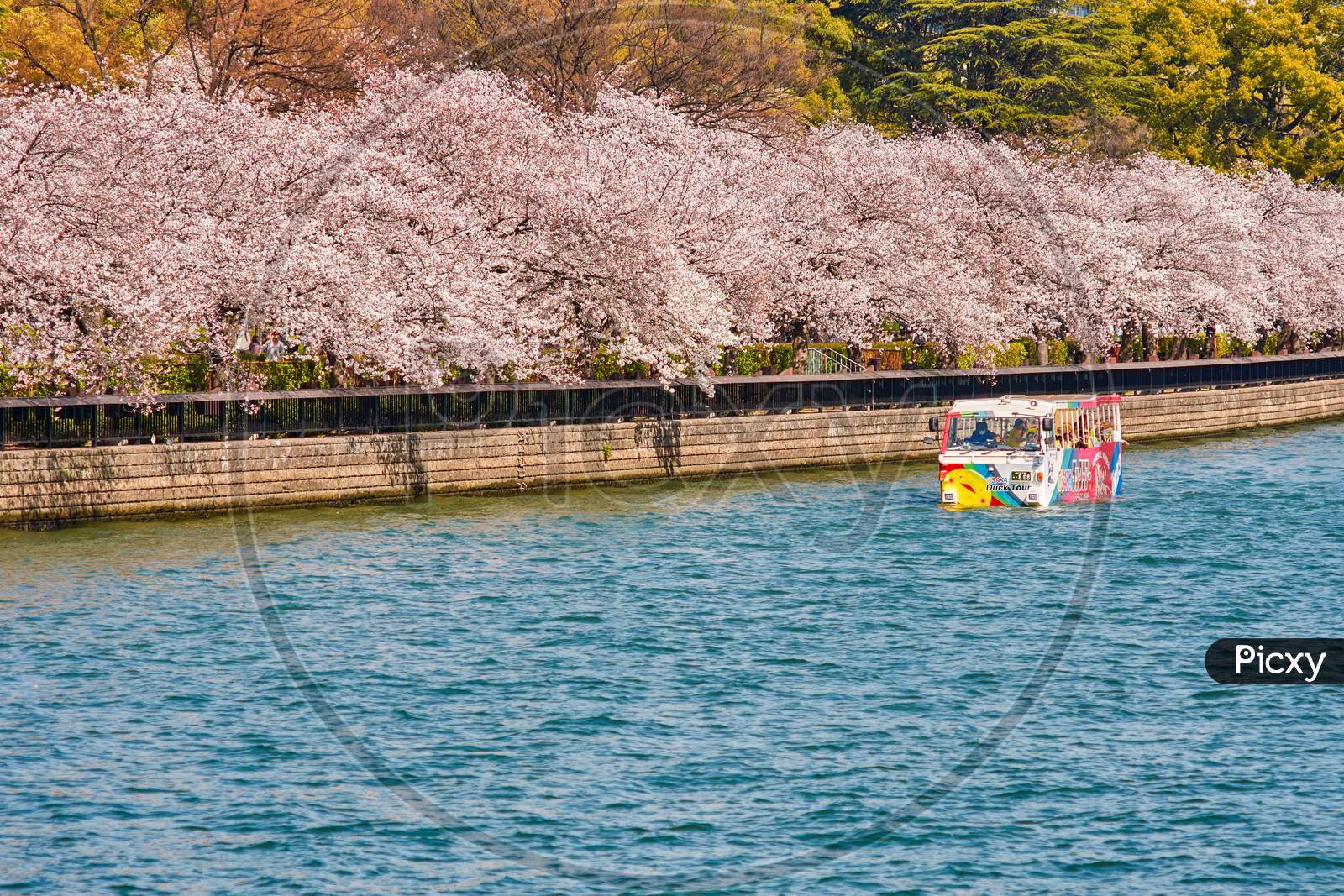 Tourist Boat Sailing The O River With Blooming Cherry Blossoms In Osaka, Japan