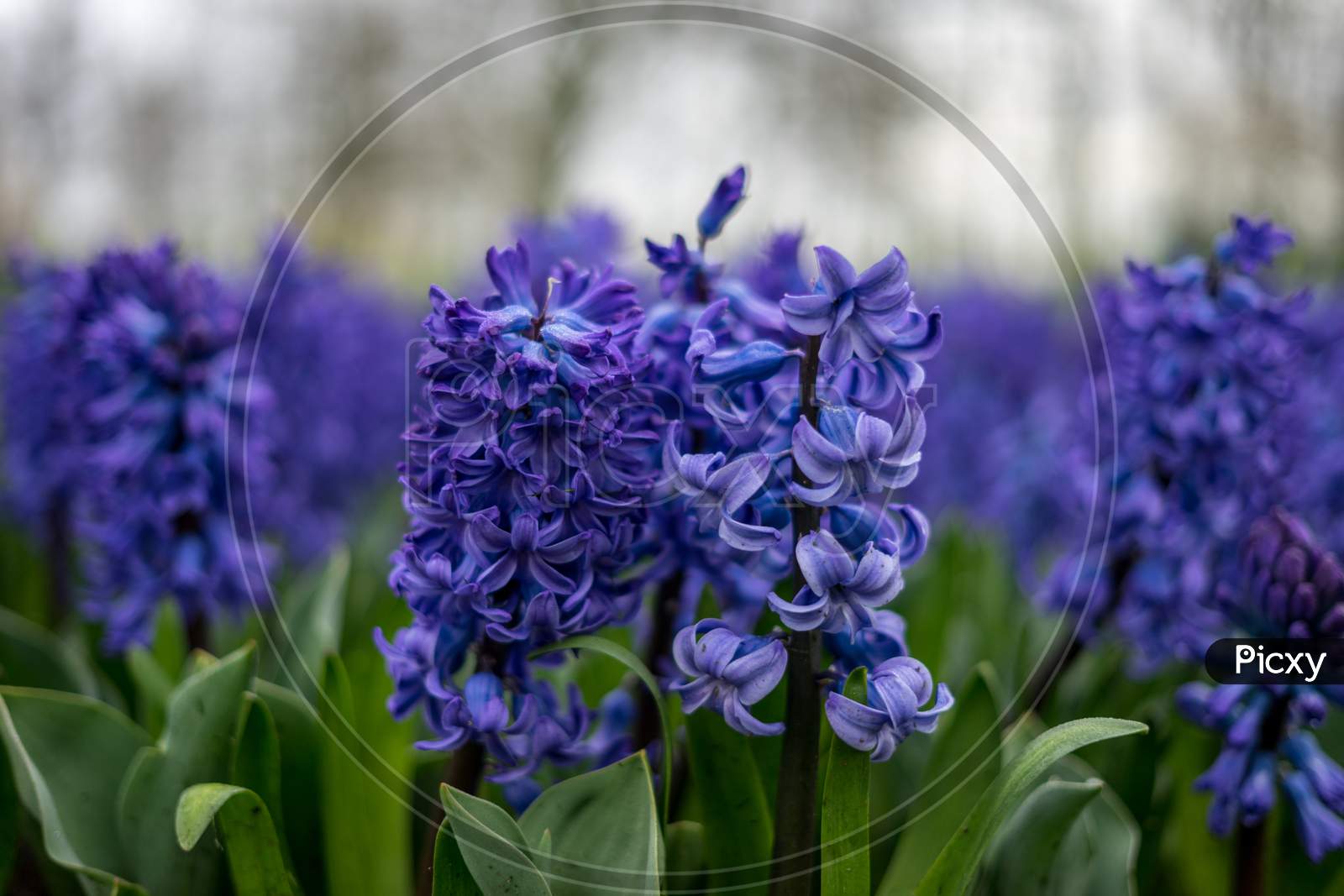 Flower Garden, Netherlands , A Close Up Of A Purple Flower
