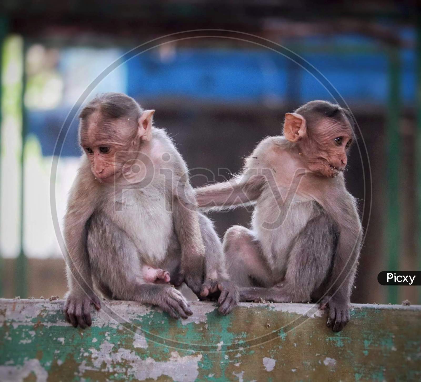 2 little twin monkeys