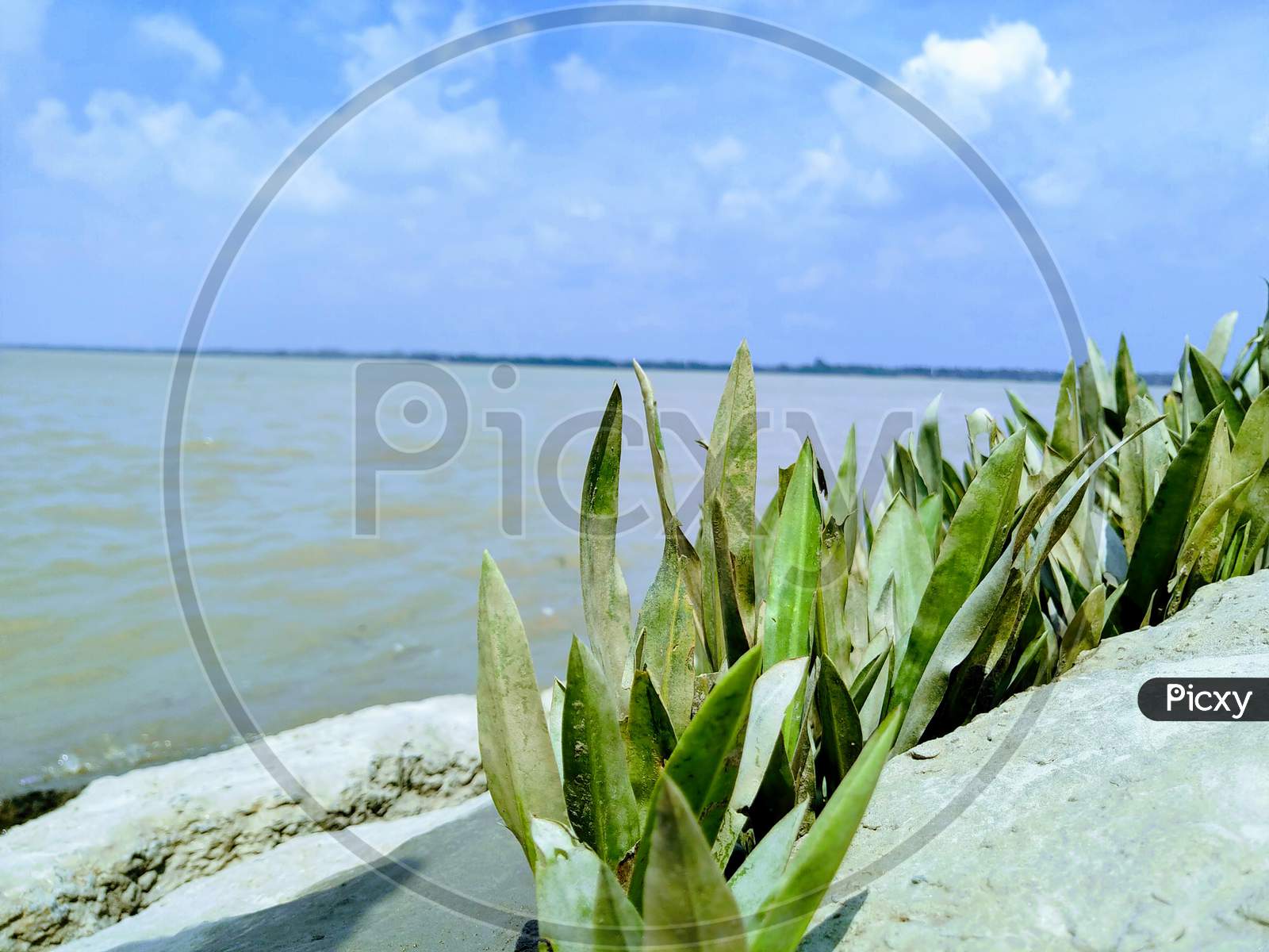 Plant beside the river