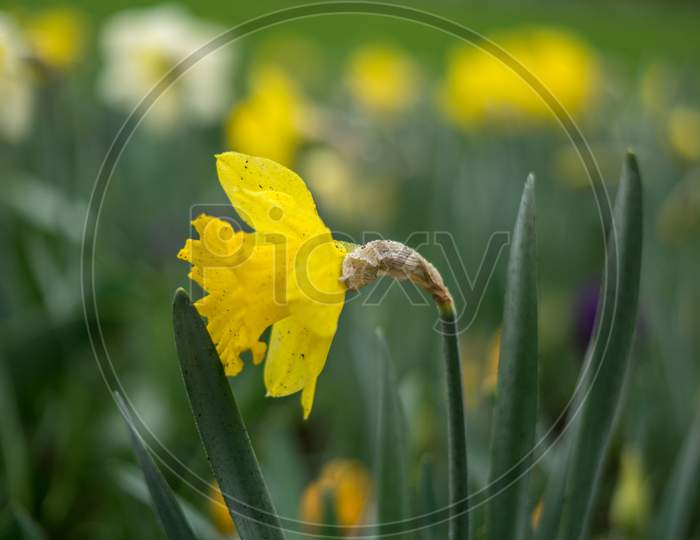 Flower Garden, Netherlands , A Yellow Flower In The Grass