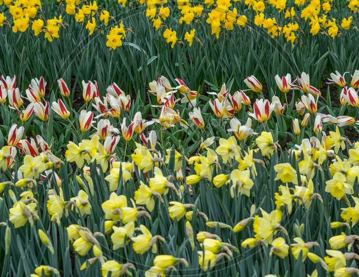 Flower Garden, Netherlands , A Yellow Flower