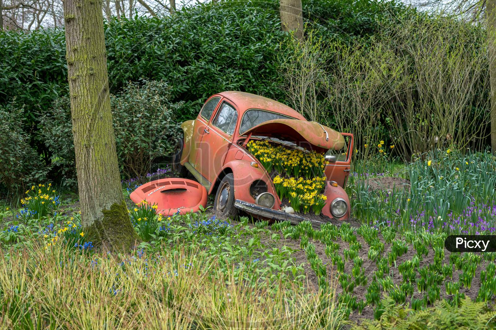 Flower Garden, Netherlands , A Car Parked In The Grass