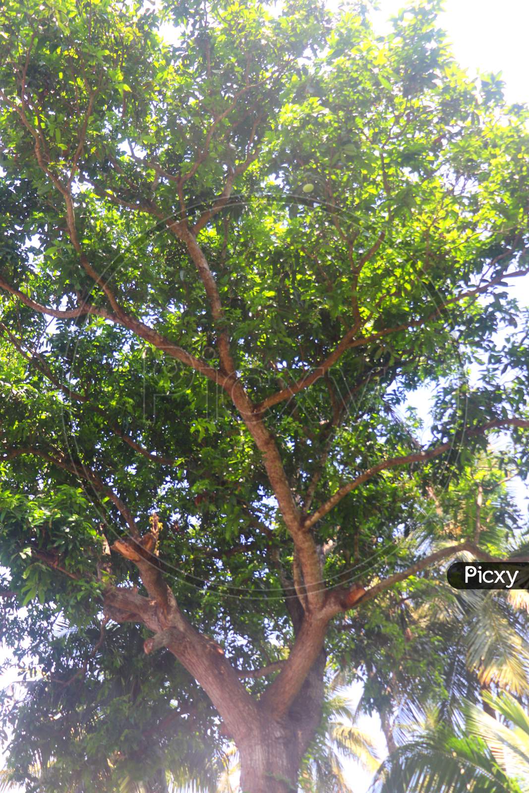 55 year huge mango tree