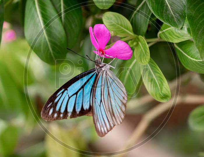 A beatiful butterfly