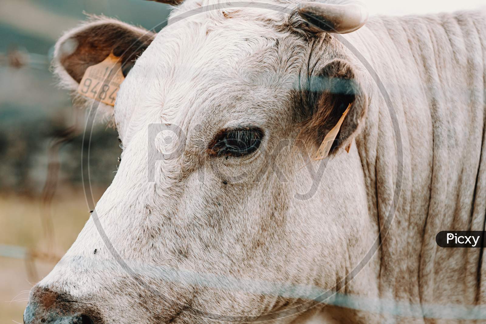 Super Close Up Image Of The Face Of A White Cow With Giant Horns