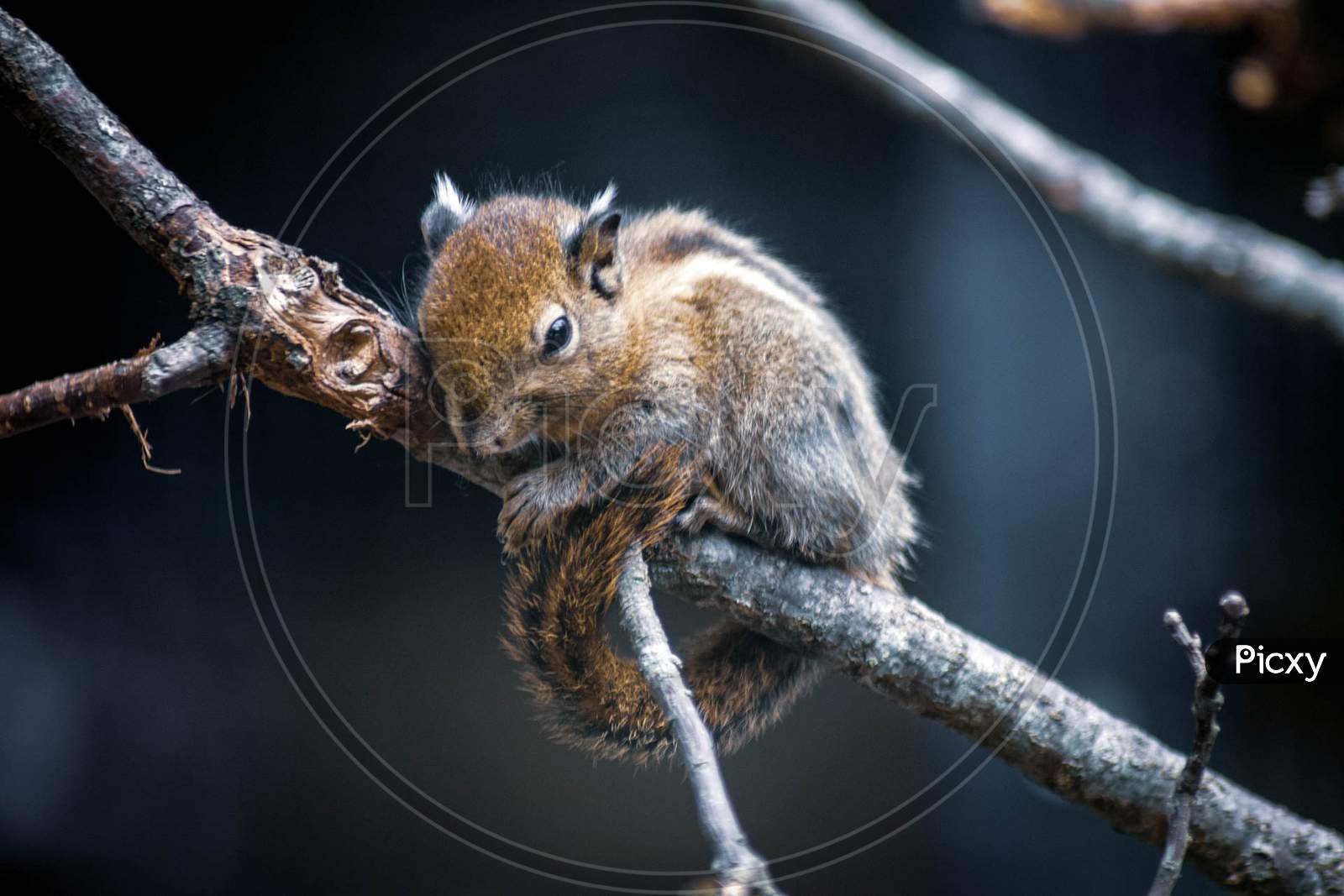 squirrel,wildlife,branch,tail,snout,rodent