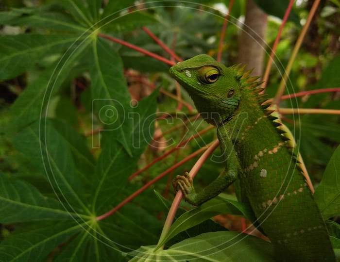 Green chameleon on the tree branch