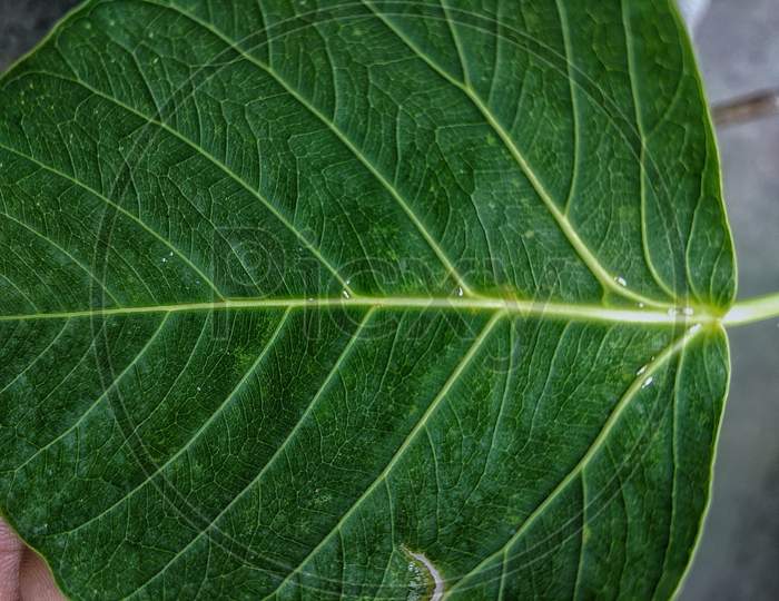What's the structure of leaf