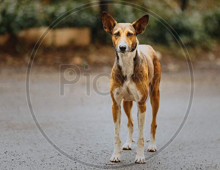 Female Street Dog