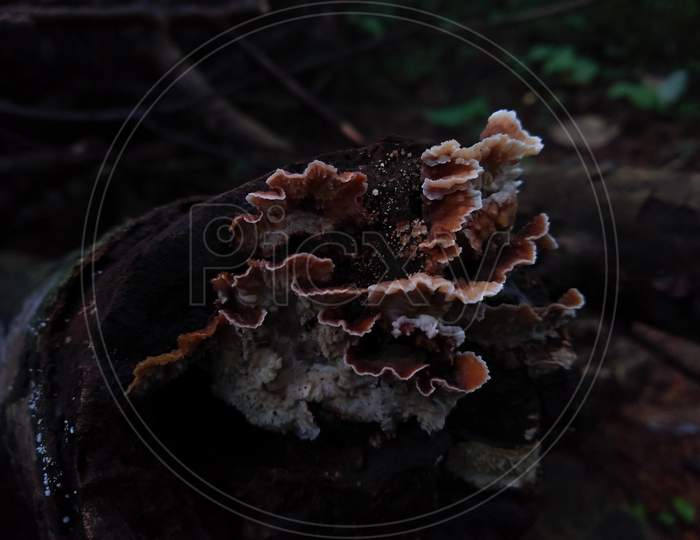 mushroom in the deadwood