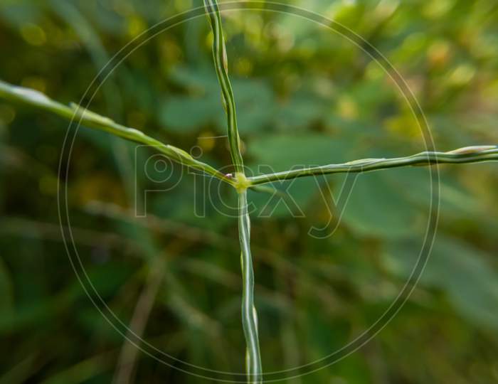 Macro Photography of grass from top angle.