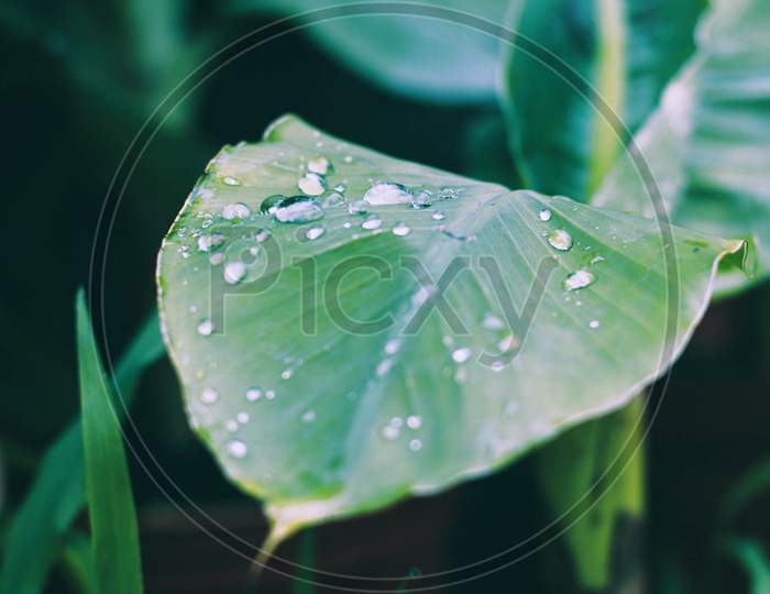 green,plant,dew,rain,waterdrop,leaf,botany,drop,moisture