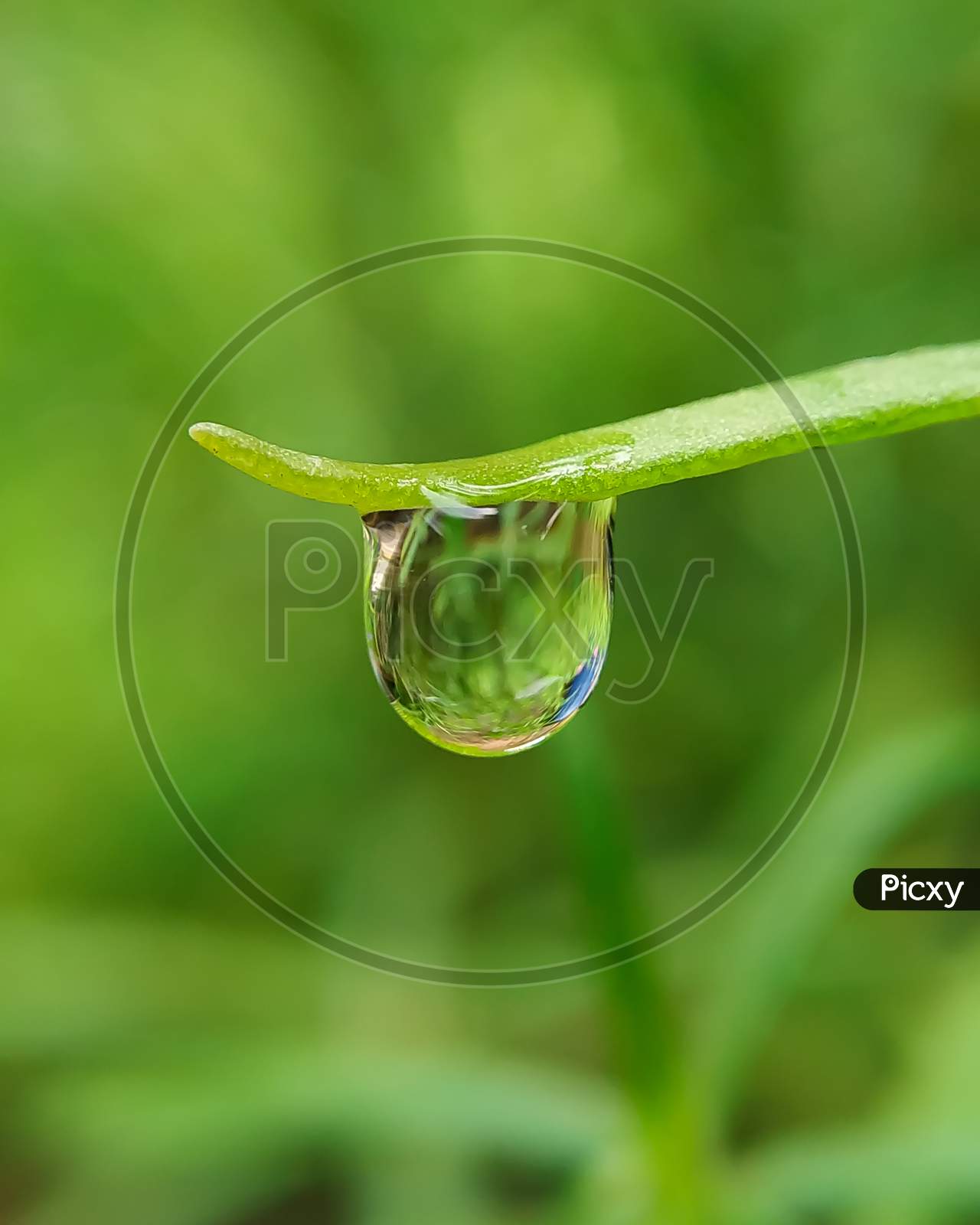 Rain Drop Hanging on the leaf tip