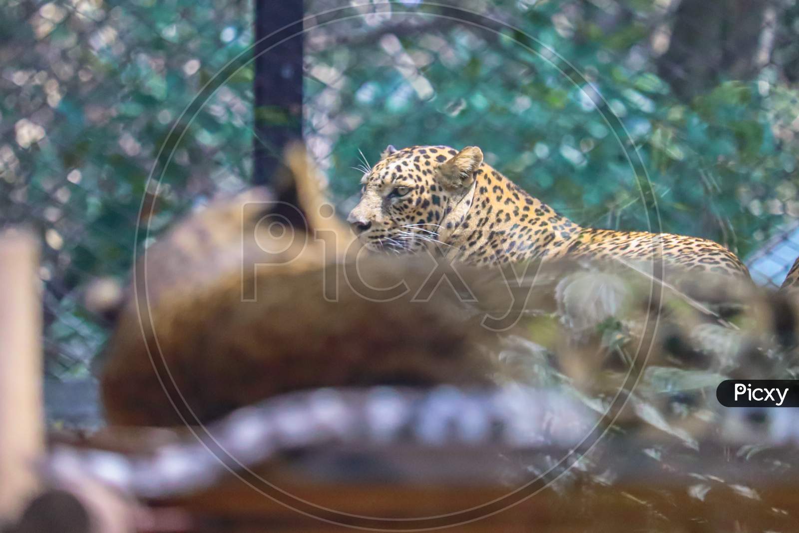 THIS IS A PHOTO OF Leopard IN ZOO