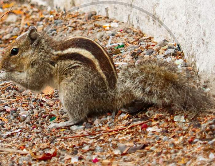 THIS IS A PHOTO OF Squirrel