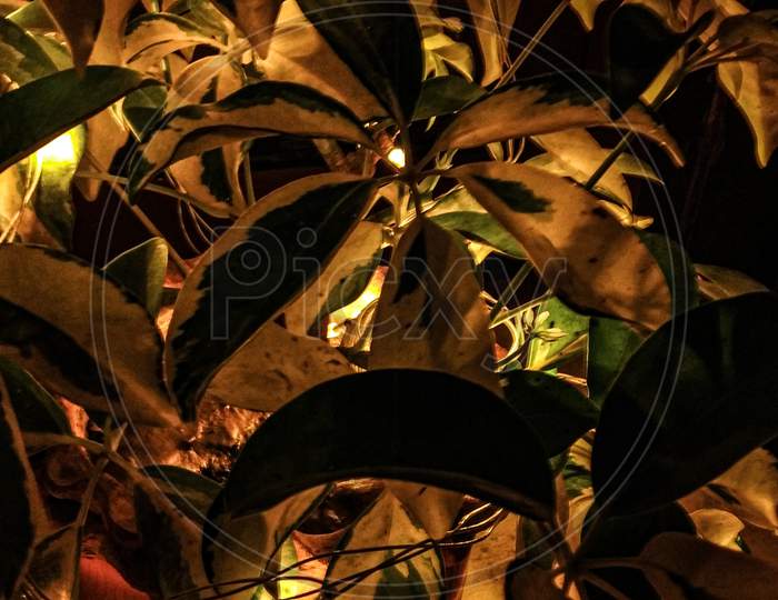 Lighted plant