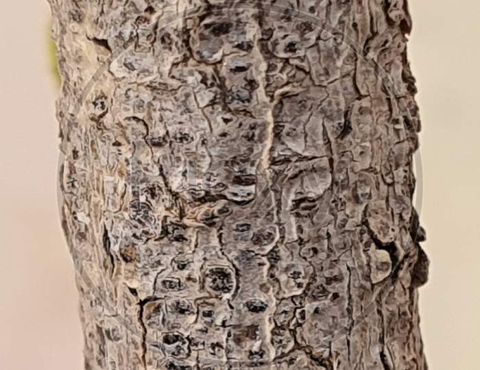 Stem of a Tree