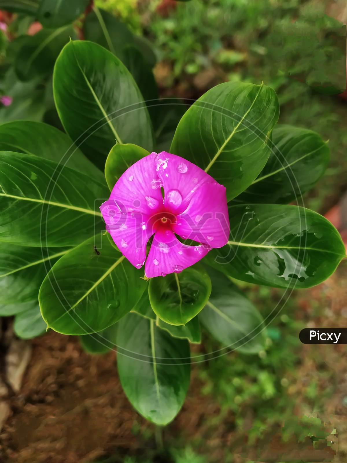 A pink Madagascar periwinkle flower