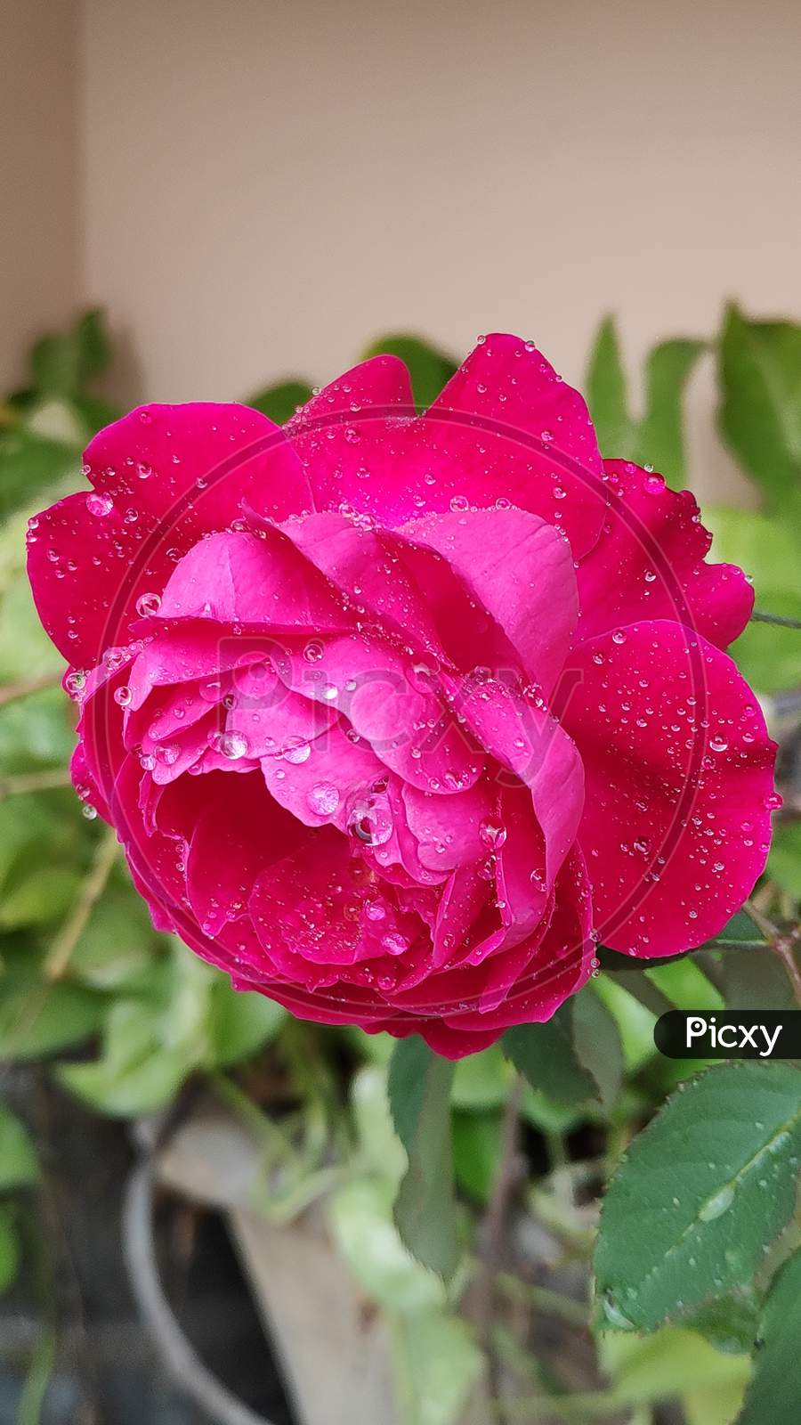 Rose Flower after Rain